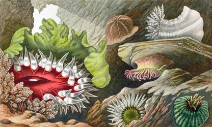 The Gem Pimplet, the Glaucus Pimplet and the Red Speckled Pimplet, Plate IV from 